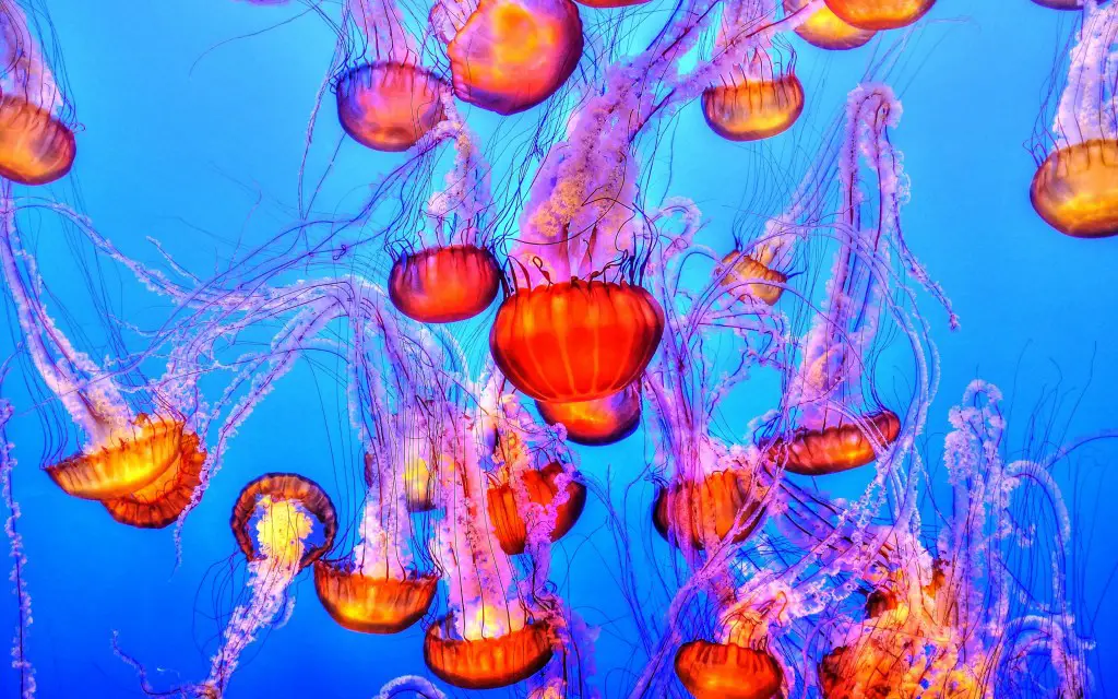 \"Jellyfish
